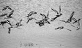 Black-tailed Godwits in Flight (Limosa limosa)
