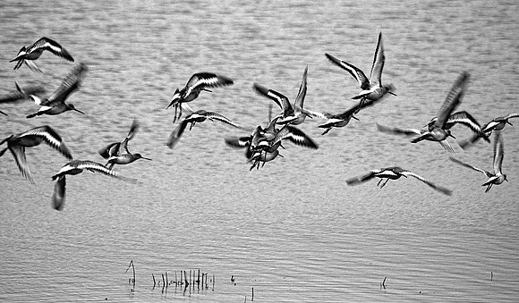 Black-tailed Godwits in Flight (Limosa limosa)