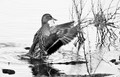 Mallard