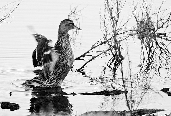 Mallard