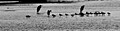 A Gathering of Birds