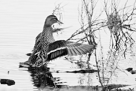 Mallard