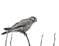 Hawk ?