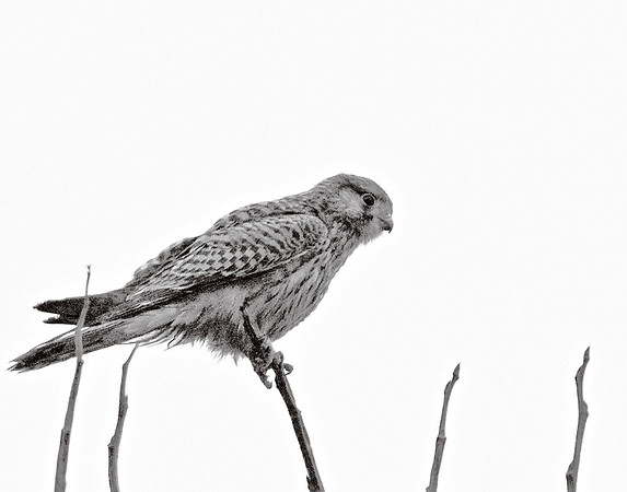 Hawk ?