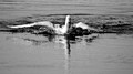 Swan Landing