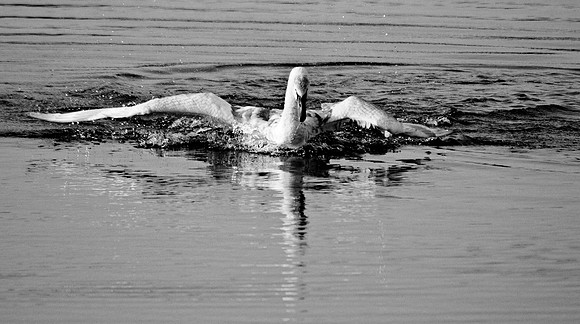 Swan Landing