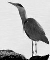 Grey Heron after Swallowing a Flounder