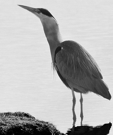 Grey Heron after Swallowing a Flounder