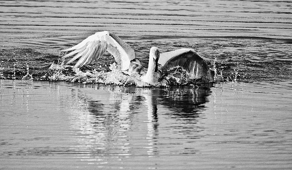 Swan Landing