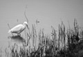 Egret
