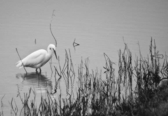 Egret