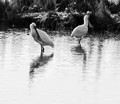 Birds in B&W