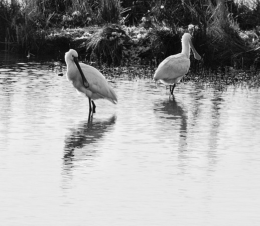Pair of Spoonbills