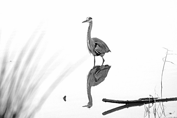 Grey Heron