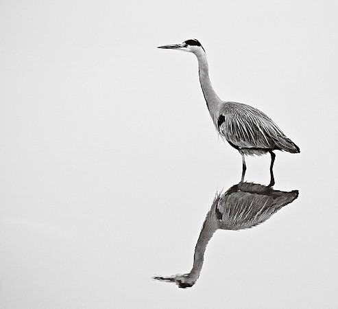 Grey Heron