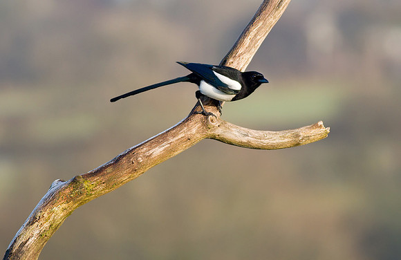 Magpie