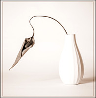Dried Lily Flower in vase (accepted in Cotswold Print Salon 2014)