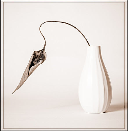 Dried Lily Flower in vase (accepted in Cotswold Print Salon 2014)