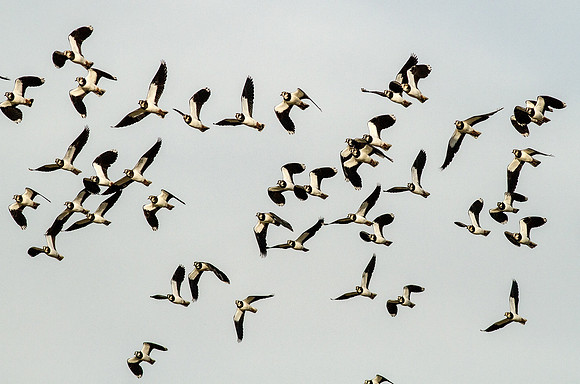 _MG_5726-Lapwings in Flight-Vannellus vanellus
