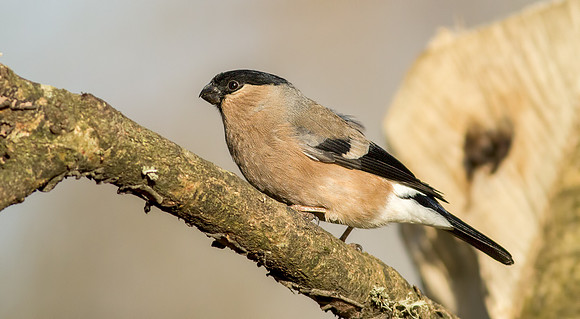 _MG_5778-Bullfinch