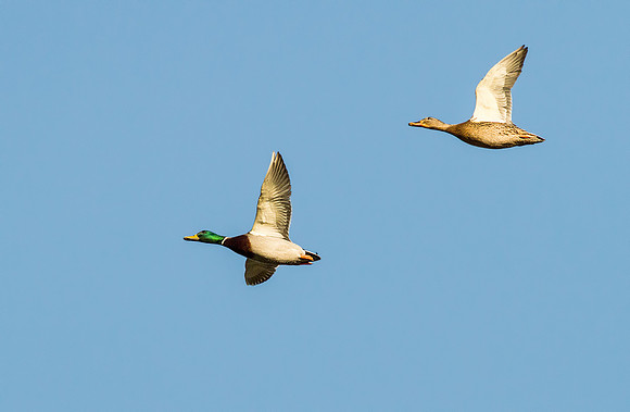 _MG_5598-Mallards in Flight