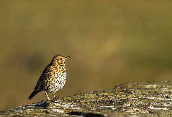 Thrush
