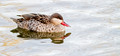 January 2015 LLanelli Wetlands