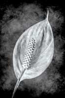 (002)_OLY4151-Edit 10x7.5B&W6