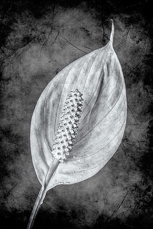 (002)_OLY4151-Edit 10x7.5B&W6