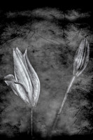 (001)_MG_9985-EditB&W14. 10x7tif