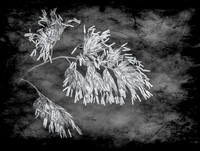 (005__MG_9068-Edit10x7.56 B&W1