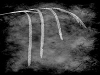 (006)_OLY0257-Edit10x7.5B&W11