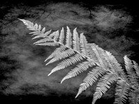 (008) 0058OLY0270-Edit10x6.9 B&W5