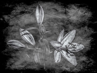 (009)_MG_0012-Edit10x7.9 TH B&W3
