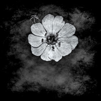 (0012)_D3_6587-Edit BB 10x10 TH B&W2