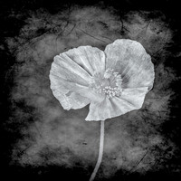 (0013)_OLY0557-Edit 10x10B&W4