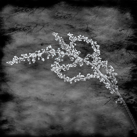 (0014)_MG_9060-Edit10x6.2 B&W15. 8x8
