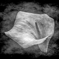 (0015)_OLY0237-Edit Black Background B&W copyWithLayers