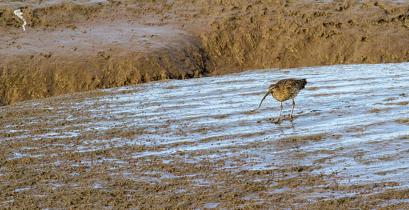_MG_5758-curlew