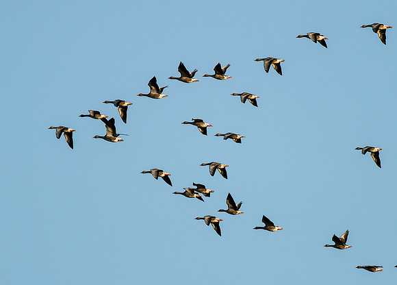 _MG_5545-Canada Geese in Emigration