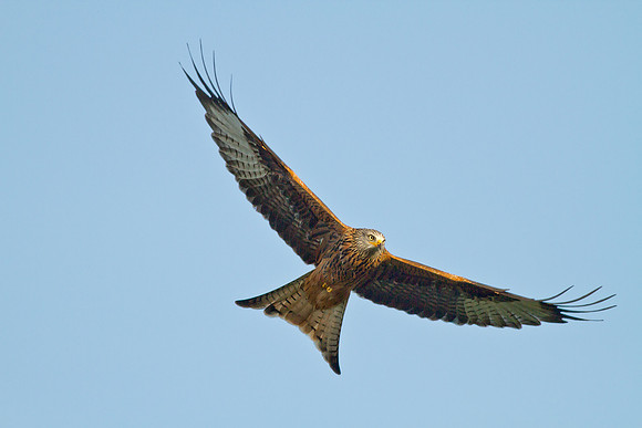 Red Kite