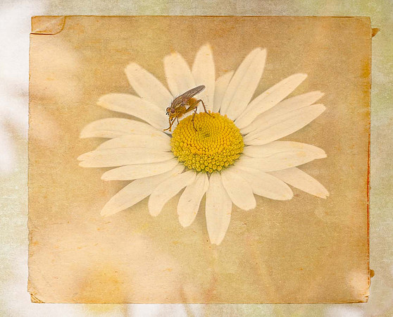 (23) P6140121-Edit FlyAndFlower Texture
