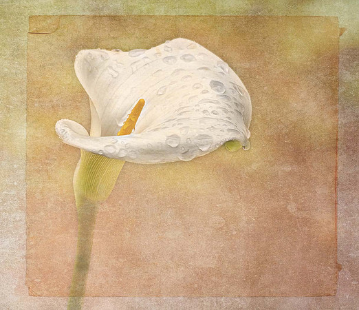 (21) P6130093-Edit LilyTexture