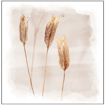 (38)_Ageing Beauty seed heads won wpf Trophy in 2019