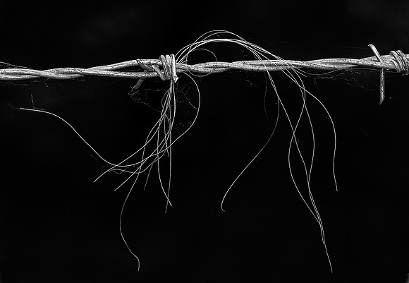 (37)_B&W Horse Hair On Barbed Wire 12x8