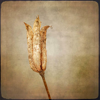 (18) _OLY0267-Edit Texture