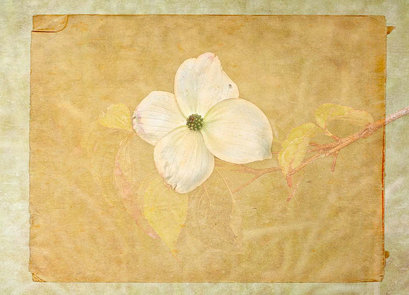 (22) P6130102-Edit WhiteFlowerTexture