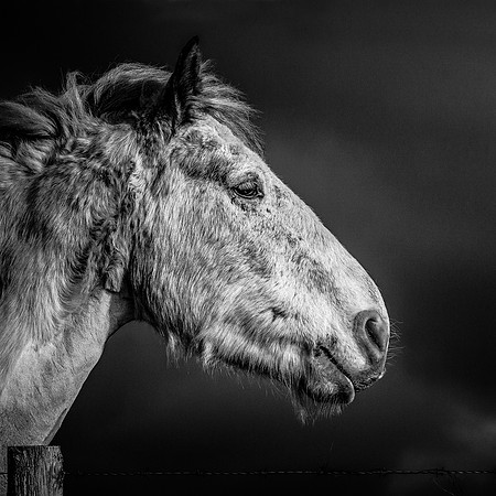 (34) _A Horse, A Horse, A Kingdom For A Horse