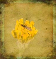 (20) _MG_9031-Edit TEXTURE YES
