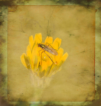 (20) _MG_9031-Edit TEXTURE YES